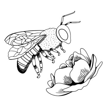 Sketch of a bee flying toward a flower
