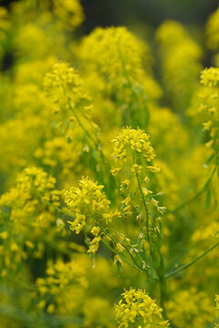 Closeup on the vibrant yellow flowers of the dyer's woad or glastum, Isatis tinctoria