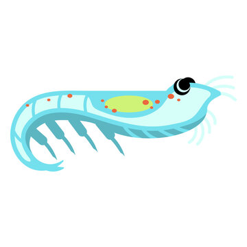 Bioluminescent crustacean