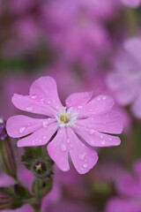 Fototapeta premium Vertical closeup on a pink flowering Red Campion wildflower, Silene diocia in the garden
