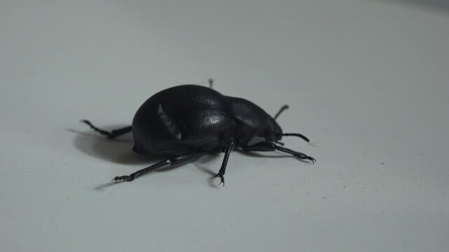 Detailed macro footage of black beetle walking slowly with visible antennae, legs, and shiny shell on minimal background