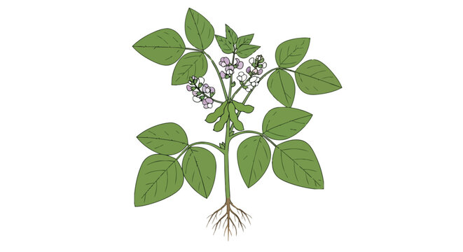 Soybean Plant Illustration with Green Leaves Flowers and Root System Isolated on White Background