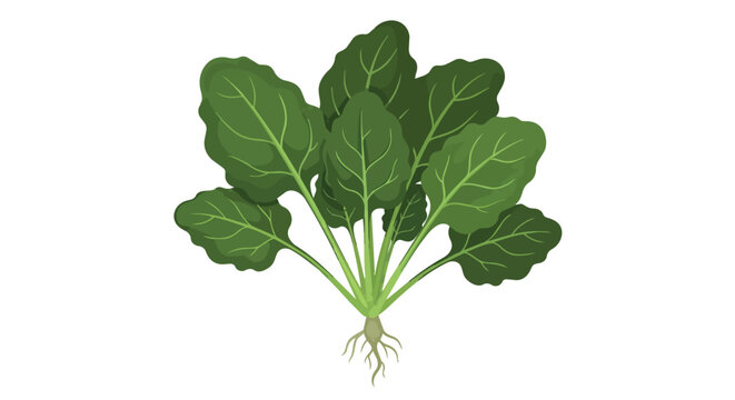 Fresh Bunch of Green Spinach with Roots Isolated on White Illustration
