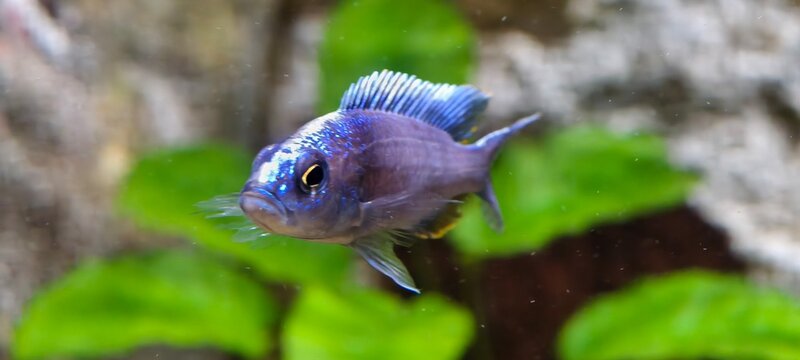 Malawian cichlid an a quarium fish with metallic blue and purple body, prominent dorsal fin, and yellow accents near lower fins. 