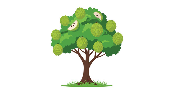 Sugar Apple Tree with Whole and Sliced Custard Apple Fruits on White Background Illustration