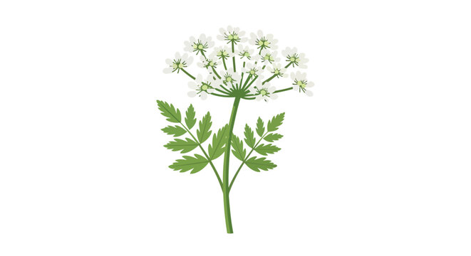Wild Cow Parsley Plant with Tiny White Flowers and Green Leaves Illustration isolated on white background