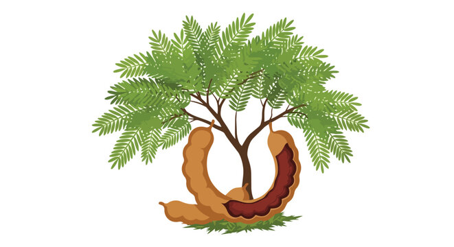 Fresh Tamarind Tree Illustration with Green Leaves and Brown Pods Isolated on White Background