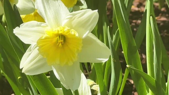 Single Daffodil Swaying in Wind Footage in Spring Garden, for Seasonal Content, Easter Greetings, Nature Relaxation, Spring Renewal, Floral Backgrounds, and Outdoor Calm