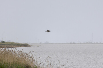 Naklejka premium Heron flying over Tagus River wetland on a foggy morning