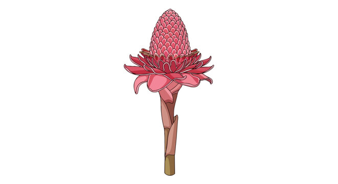 Vibrant Pink Torch Ginger Flower Illustration Isolated on White Background