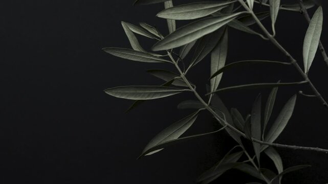 Olive_branch_aesthetic_cold_tone_on_black_background_4k_10bit