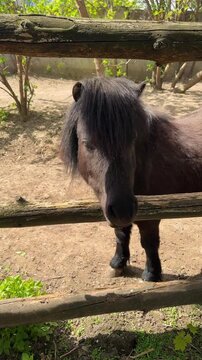 Black pony with mane standing in enclosure