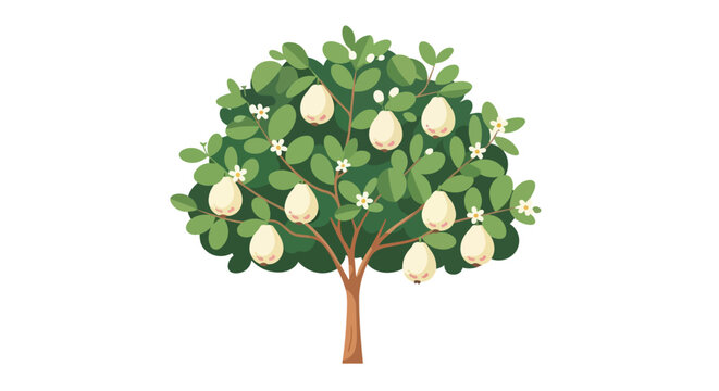 Healthy pomelo citrus tree with large yellow fruits and white blossoms, flat botanical illustration isolated on white background