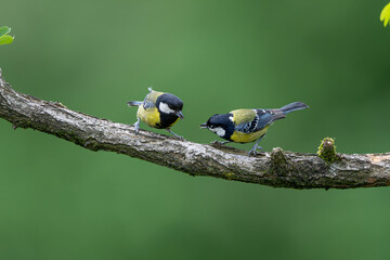 great tit on a branch © Bai