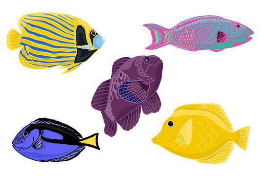 Set of illustrations of bright tropical fish: angel fish, parrotfish, surgeonfish and others on white background for educational materials, packaging design or children's decor on marine theme.