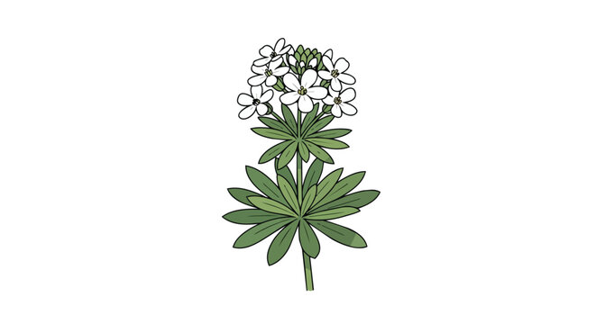 Botanical illustration of sweet woodruff galium odoratum with small white flowers and green leaves isolated on white background