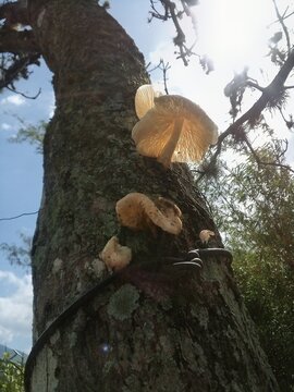 Decaying Wood Log Fungi Saprotrophic Mushrooms Image