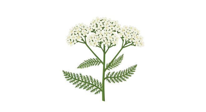 Botanical illustration of yarrow plant with white flowers and green feathery leaves isolated on white background