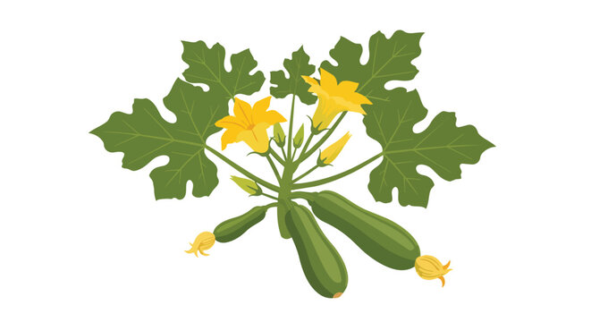 Zucchini Plant with Fresh Green Courgettes and Yellow Flowers Illustration on White Background