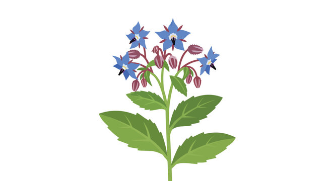 Botanical illustration of borage plant with vibrant blue flowers and green leaves isolated on white background