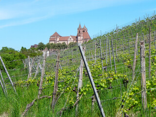 Naklejka premium Breisach St. Stephen's Cathedral Wine Country Abbey View