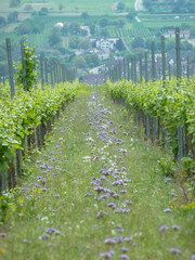 Naklejka premium Ihringen Kaiserstuhl Germany Lush Vineyard Pathway