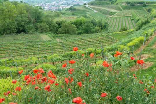 Wild Poppies Over Vineyard Hills