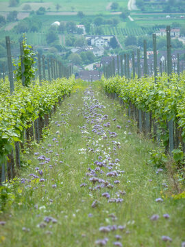 Ihringen Kaiserstuhl Germany Lush Vineyard Pathway