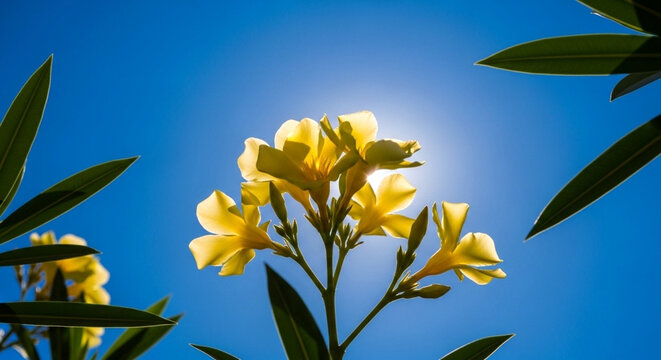 Yellow oleander flowers blooming against a bright blue sky with sun flare, captured from a low angle perspective