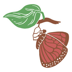 Fototapeta premium Butterfly undergoing metamorphosis 