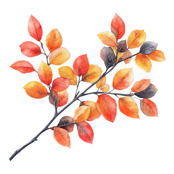 Autumn Tree Branch, elegant watercolor illustration luminous highlights, isolated on a white background.