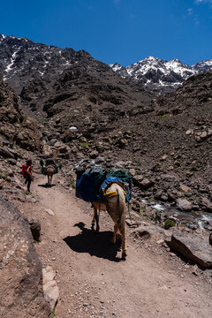 Muleteers with mules ascending towards the Toubkal refuge, Toubkal National Park, morocco, africa