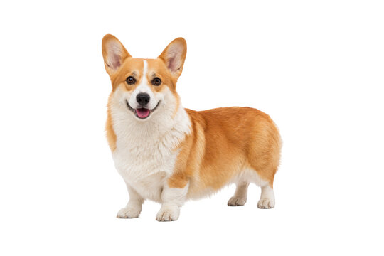 Adorable Pembroke Welsh Corgi standing on a clean white background, cheerful expression with perky ears and fluffy coat, perfect for pet, lifestyle, and companion animal concepts.