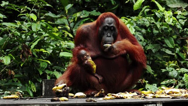 Wild orangutan eating food banana in rainforest, monkeys, national park, Malaysia, wildlife, primates, jungle, forest, nature, animal, habitat, tropical, environment, outdoor, endangered, ape