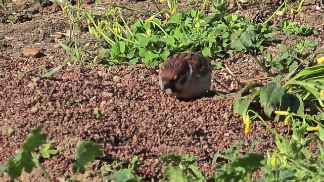A Group of Tree Sparrows Foraging on Rapeseed Residue in a Garden at Sunset
#020