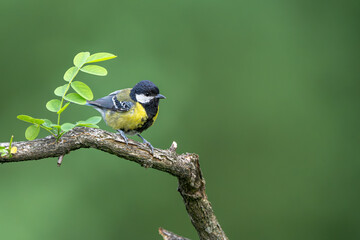 great tit parus major © Bai