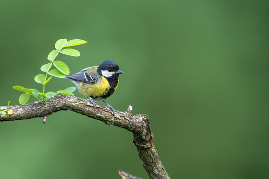 great tit parus major