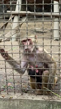 Mother monkey feeding her baby in an aviary