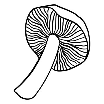 Elegant hand-drawn mushroom illustration