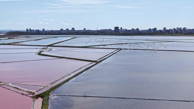 A large group of flamingos gathers in a salt flat. They are searching for food in the shallow, colorful waters while buildings rise in the background under a clear sky.