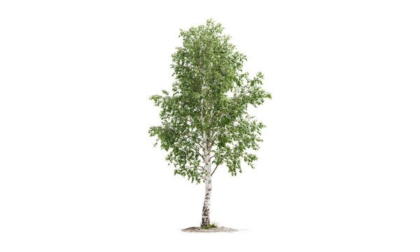 isolated young birch tree with fresh green leaves on white background spring growth