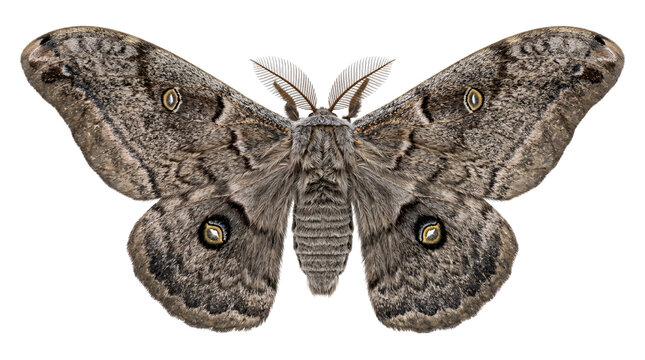 Large Gray Moth with Spread Patterned Wings on Transparent Background