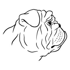 Elegant bulldog line art design © Vexels