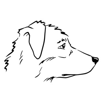 Detailed line art of a dog's profile