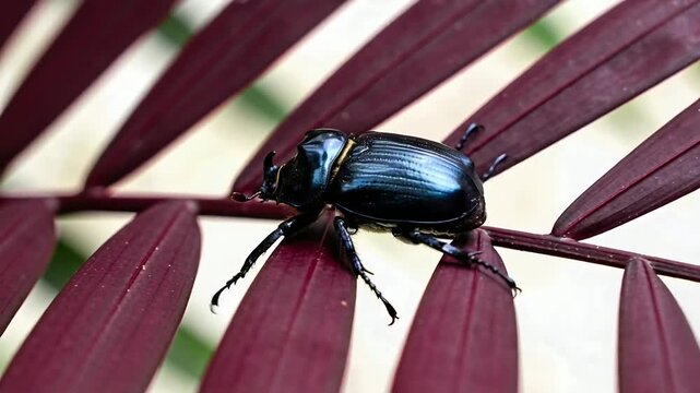 Sensing with antennae, glossy metallic scarab beetle crawling along purple rachis, probing