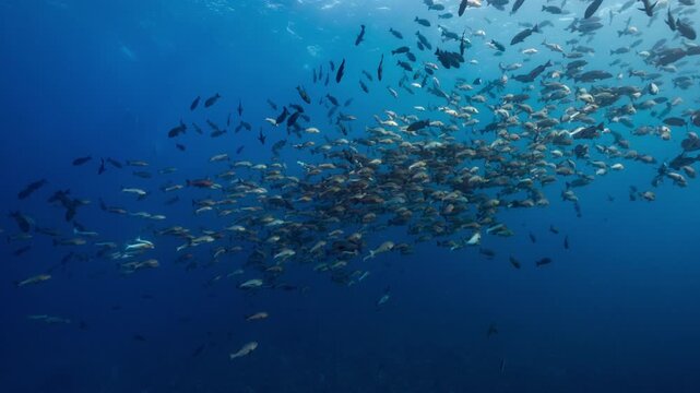 Wide angle underwater shot of spawning aggregation of Twin Spot Snappers in Palau Marine Sanctuary