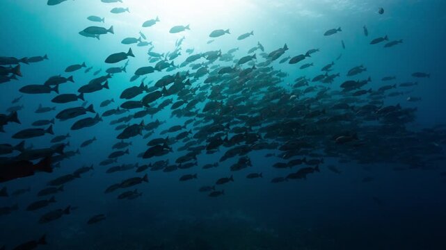Spawning aggregation of Twin spot Snapper in sunlit water