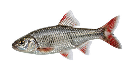 Obraz premium Silver Freshwater Fish Displayed Side View on Transparent Background