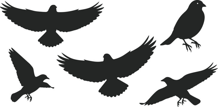 Set of black silhouettes of birds in flight and sitting isolated on white background