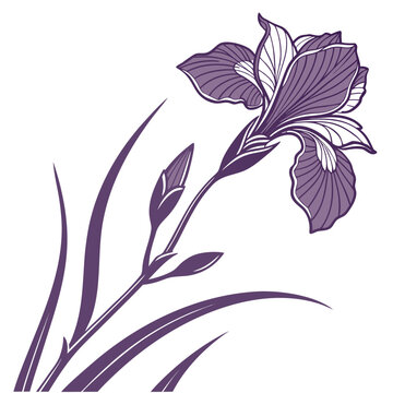 Purple iris flower monotone line art illustration for graphic design